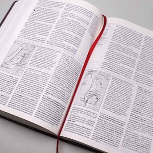 Bíblia de Estudo | NVT | Capa Dura Vinho