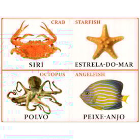 Segunda imagem do produto Minha Primeira Enciclopédia  Bilíngue | Aves e Animais Aquáticos