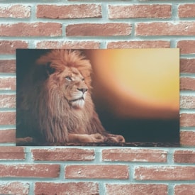 Quadro MDF Leão Paisagem Sol Horizontal | A3 | UV